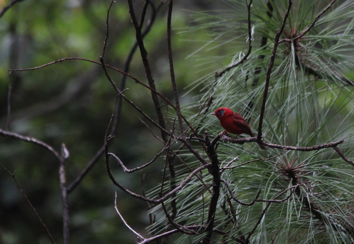 Red Warbler (Gray-cheeked) - Fernando Solano Mendoza