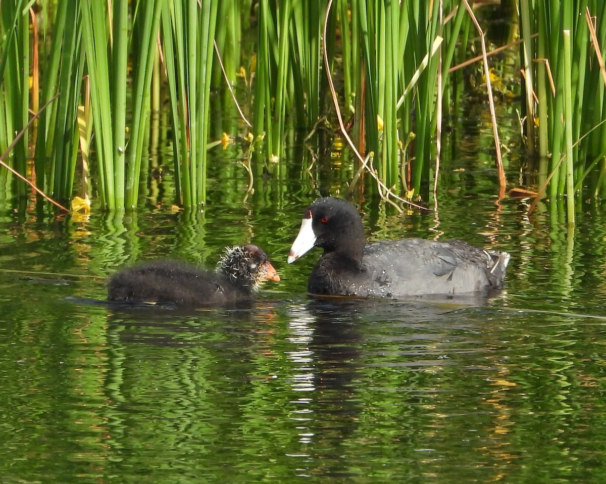 American Coot - Denise Ray