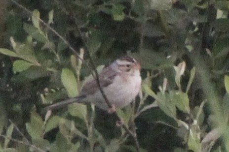 Clay-colored Sparrow - ML591948301