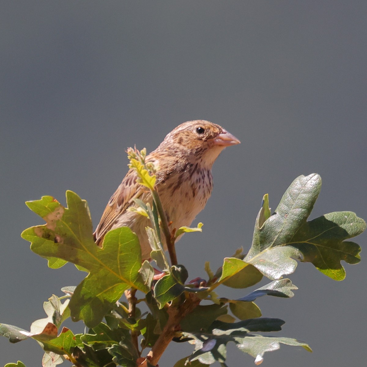 Grasshopper Sparrow - ML591954911