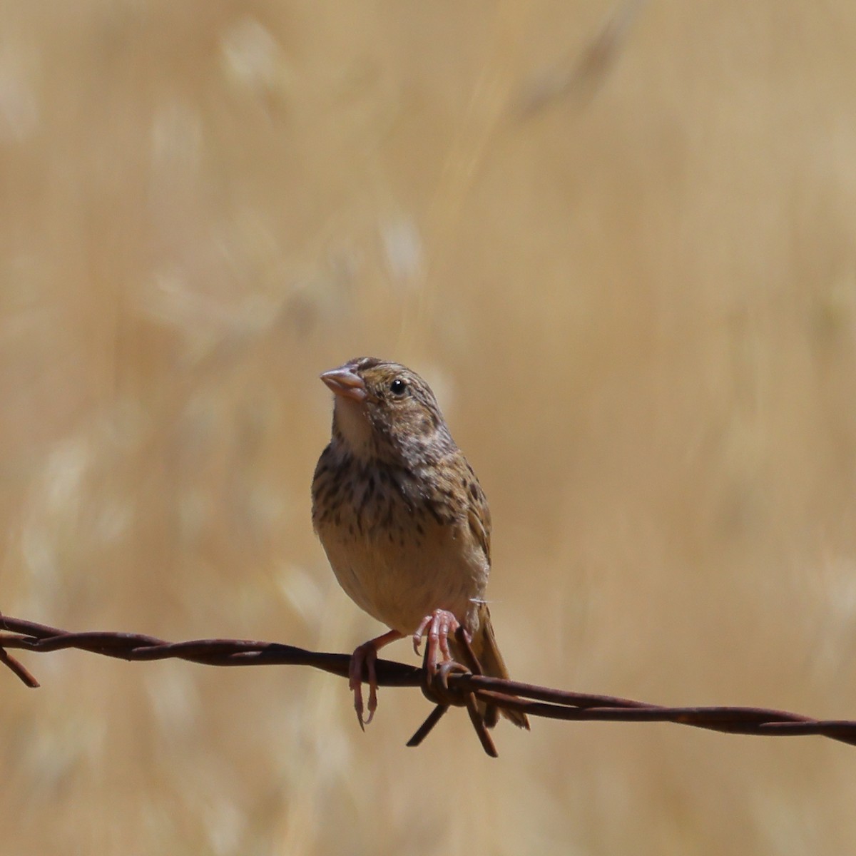 Grasshopper Sparrow - ML591954921