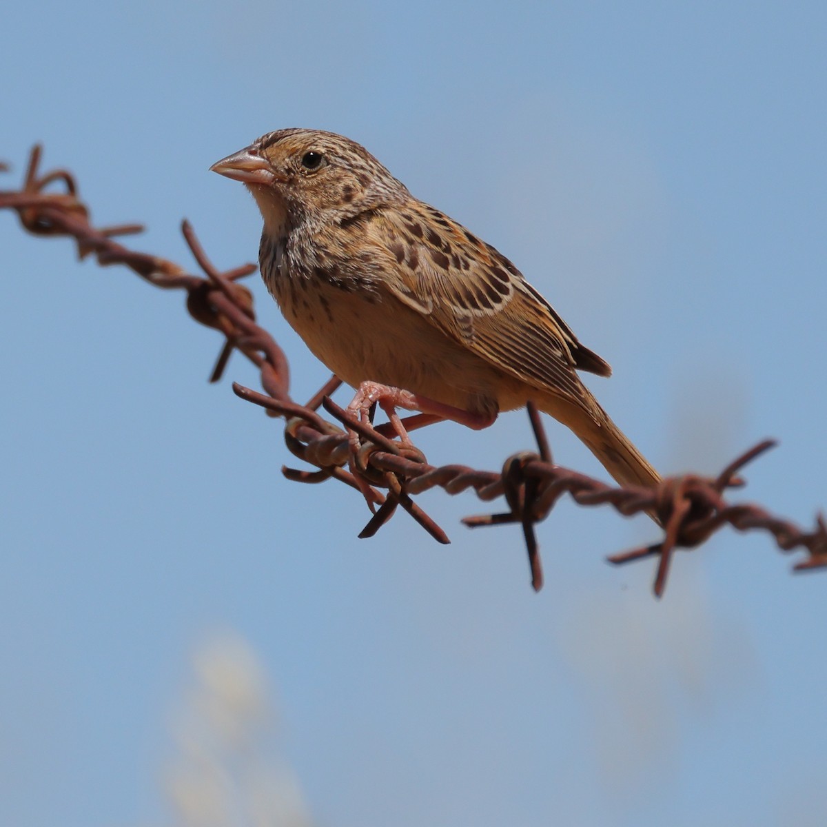 Grasshopper Sparrow - ML591954931