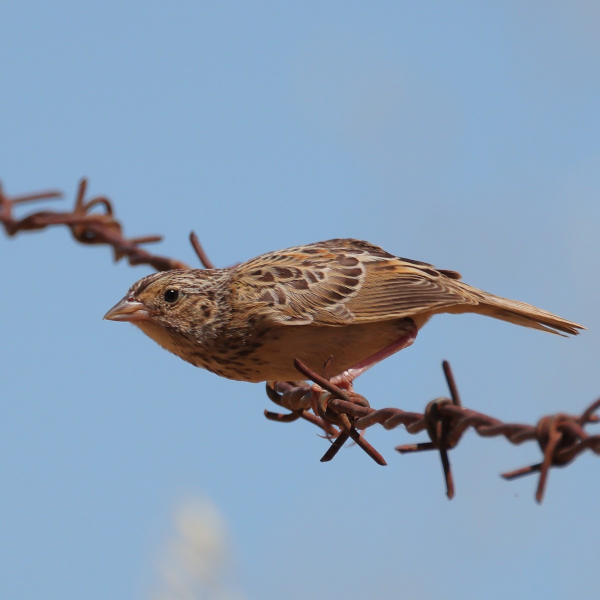 Grasshopper Sparrow - ML591954941