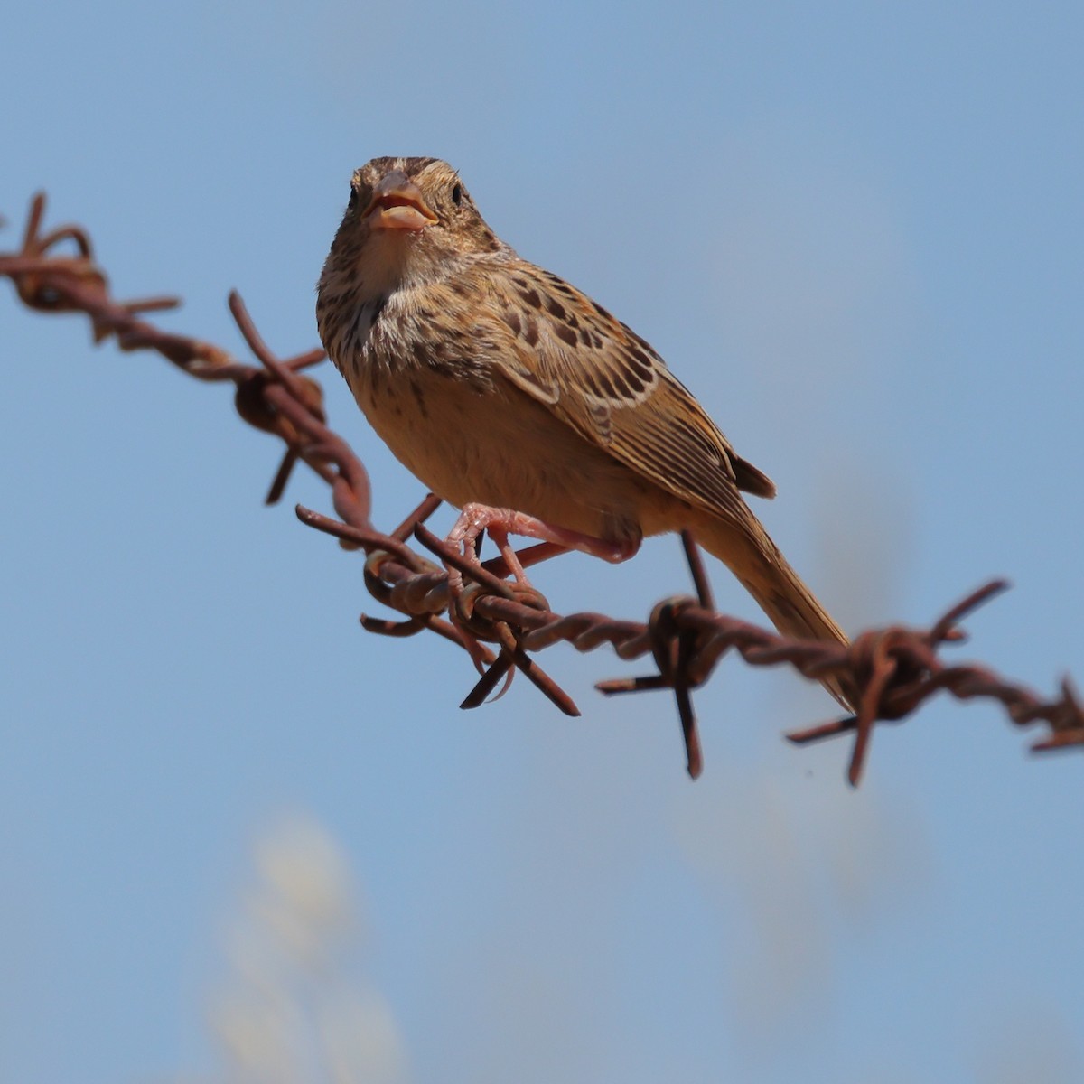 Grasshopper Sparrow - ML591954951