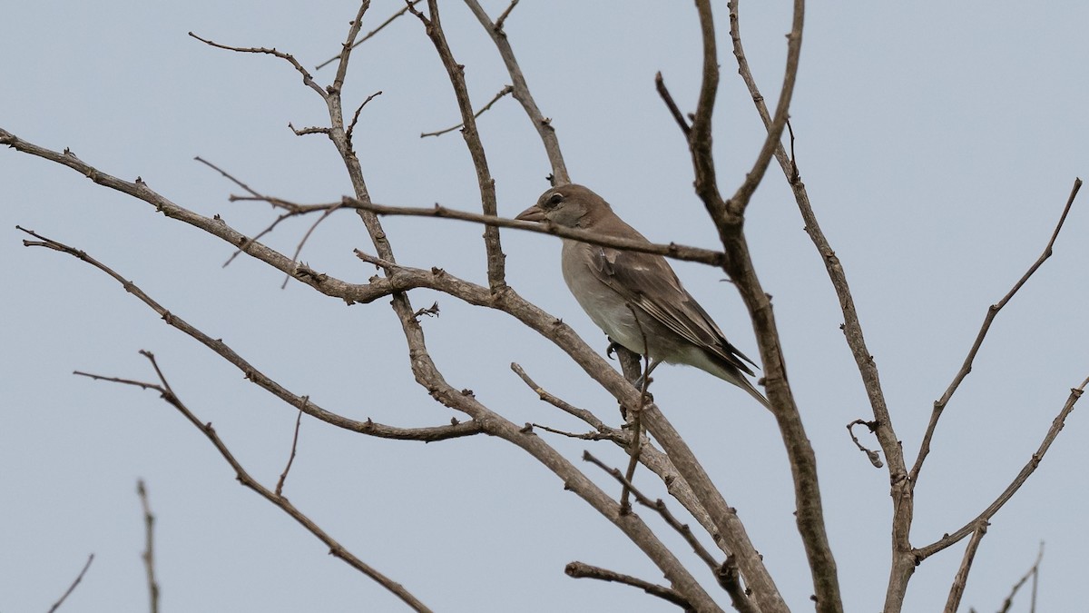 Sahel Bush Sparrow - ML591955321