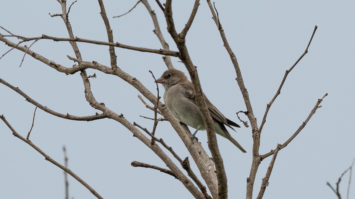 Sahel Bush Sparrow - ML591955731