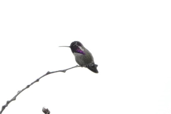 Costa's Hummingbird - ML591956991