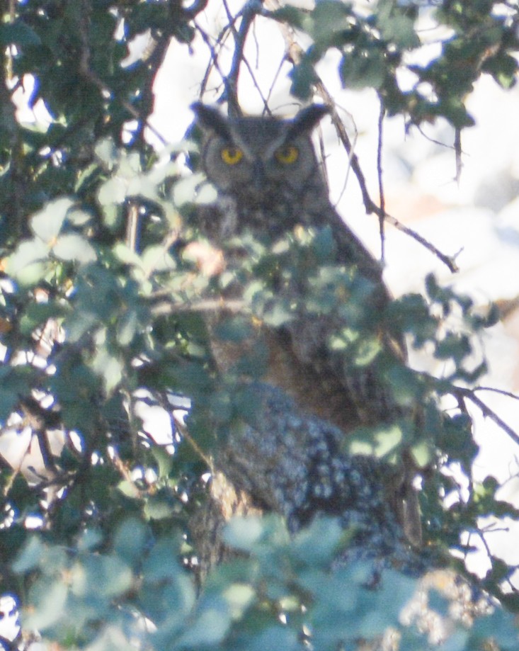 Great Horned Owl - ML591957121