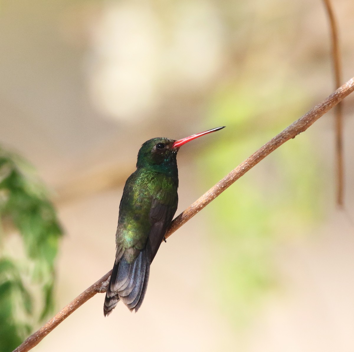 Tres Marias Hummingbird - ML591958841
