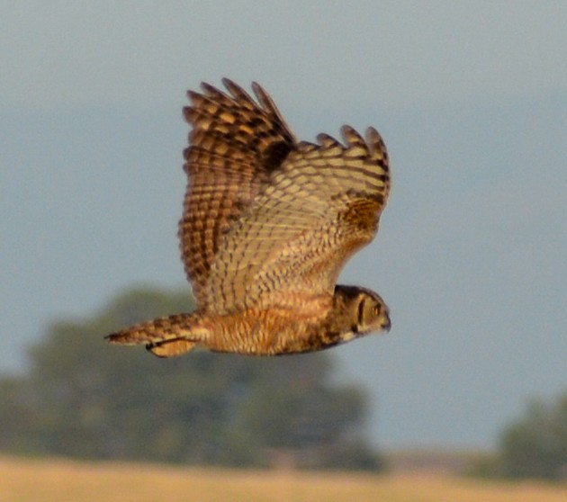 Great Horned Owl - ML591958901