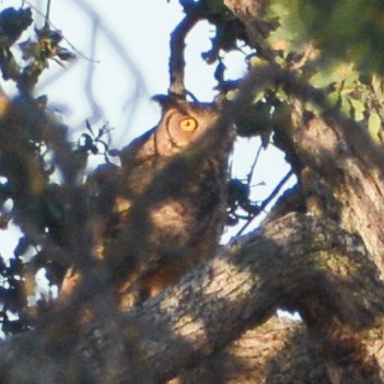Great Horned Owl - ML591958911