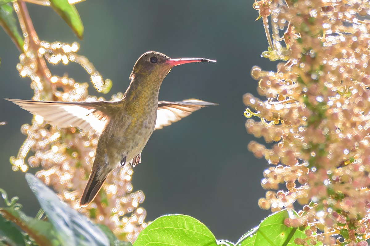 Gilded Hummingbird - ML591960181