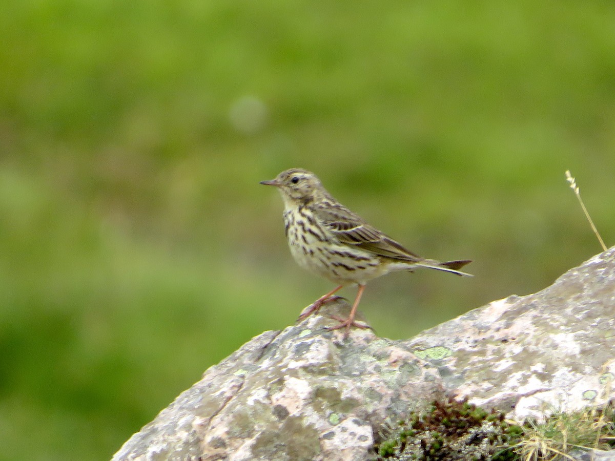 Meadow Pipit - ML591960701