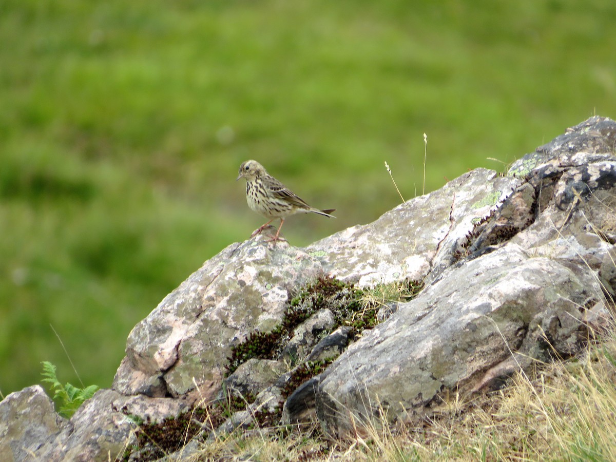 Meadow Pipit - ML591960711