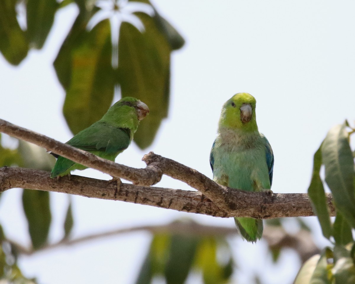 Periquito Catarino (insularis) - eBird