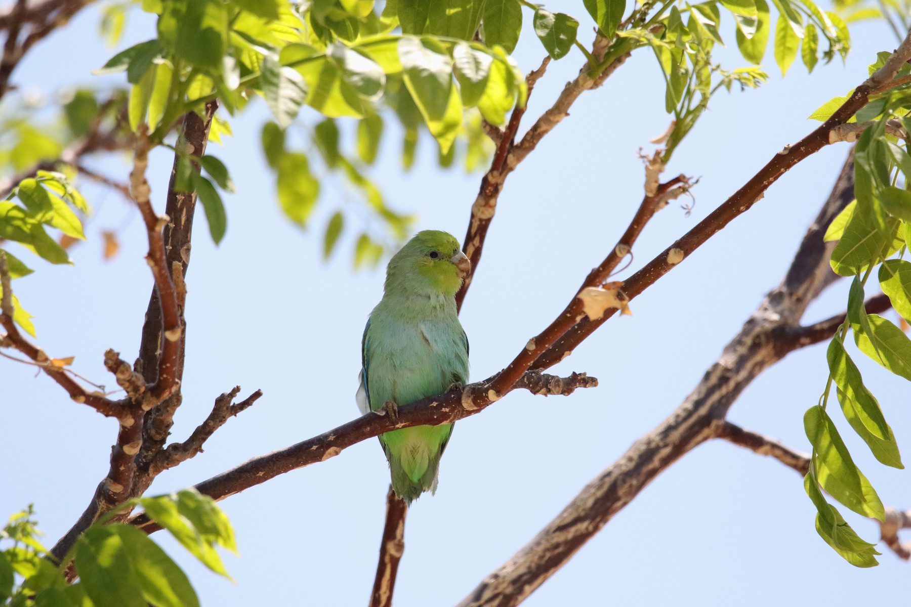 Mexican Parrotlet Tres Marias Is Photo Inspiration