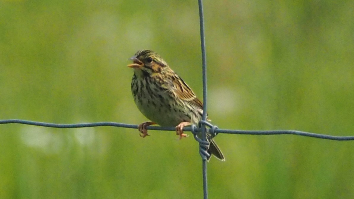 Savannah Sparrow - ML591961361