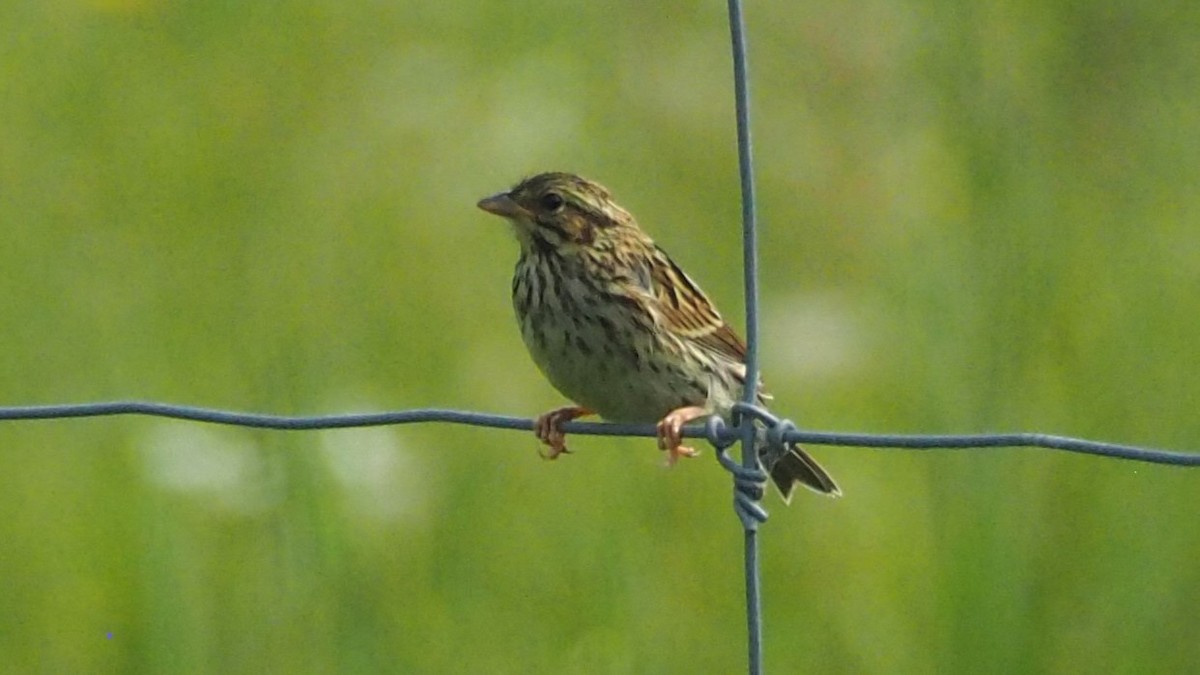 Savannah Sparrow - ML591961381