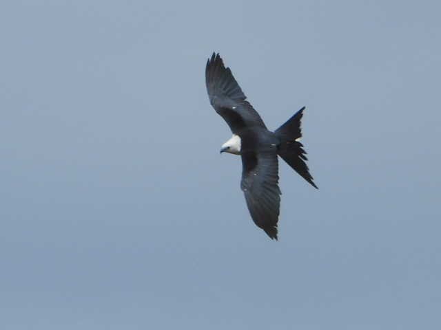 Swallow-tailed Kite - ML591967961