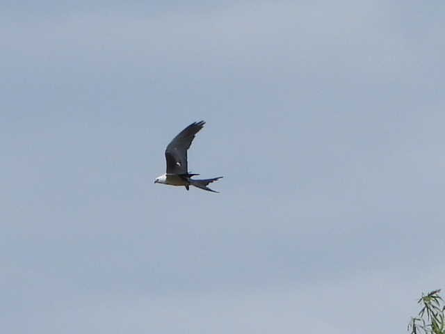 Swallow-tailed Kite - ML591967991