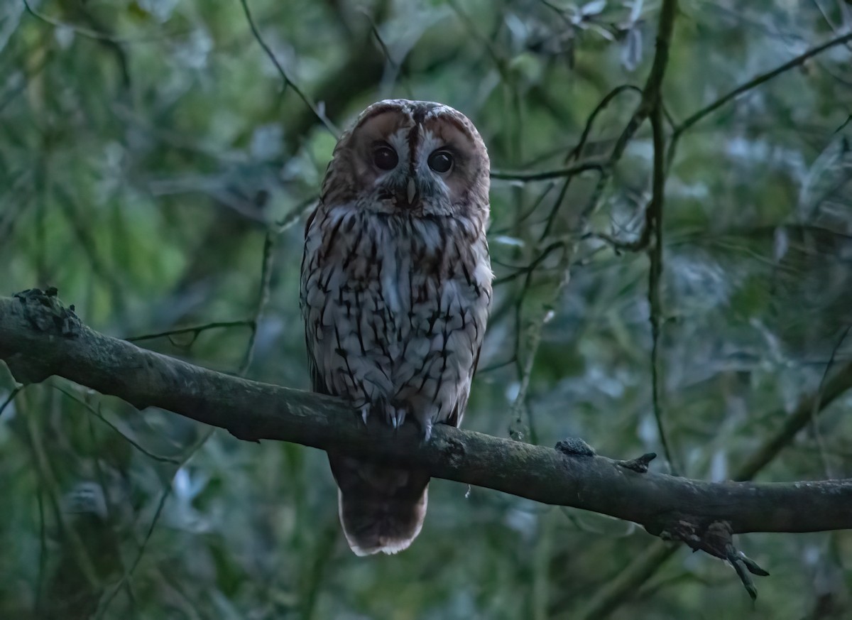 Tawny Owl - ML591968751