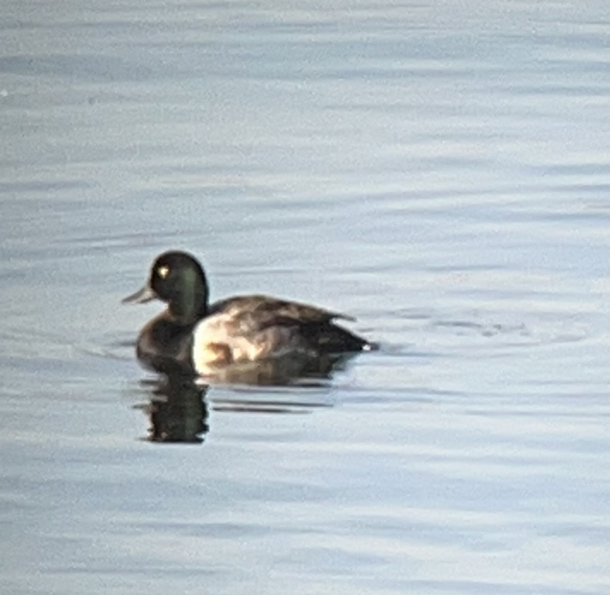 Greater Scaup - ML591969251