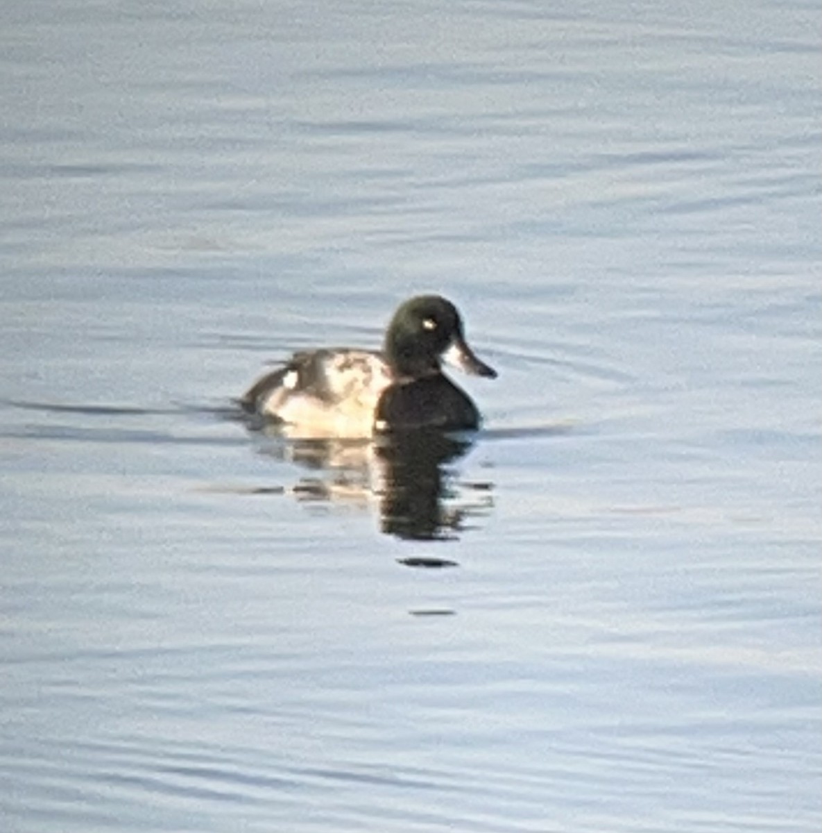 Greater Scaup - ML591969281
