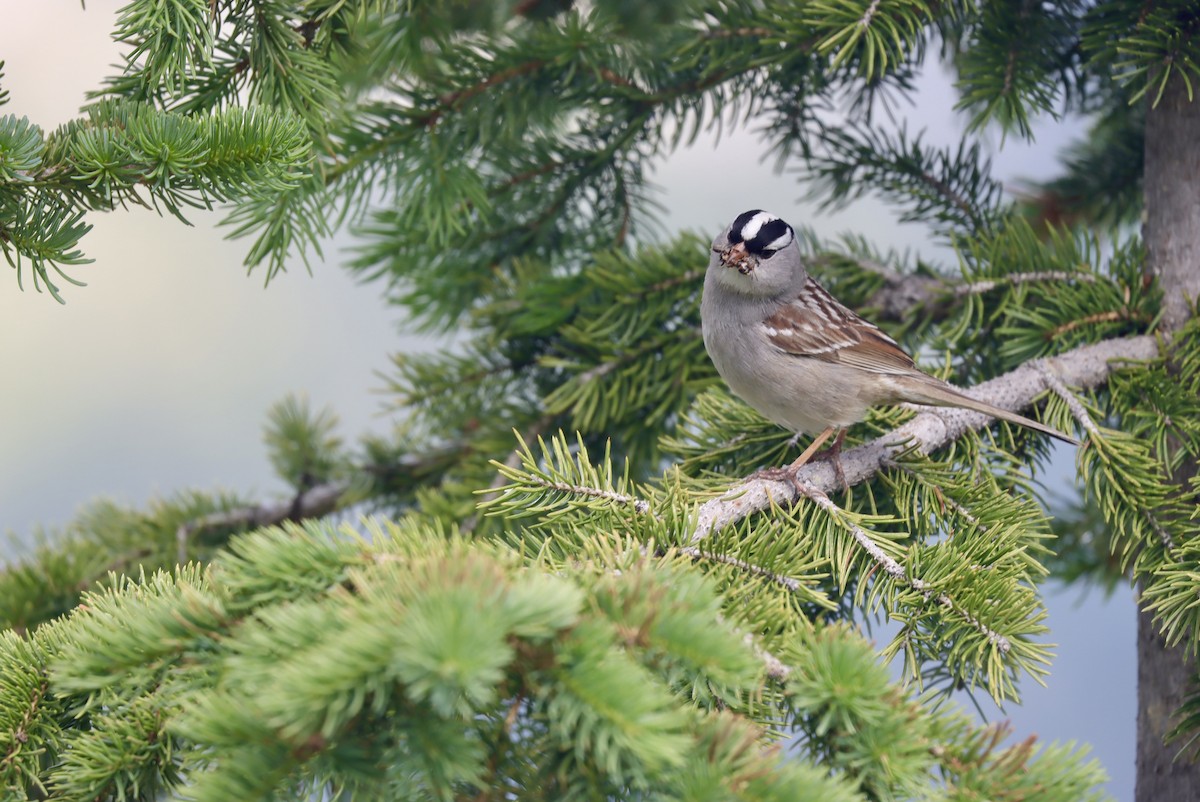 White-crowned Sparrow (oriantha) - ML591972631