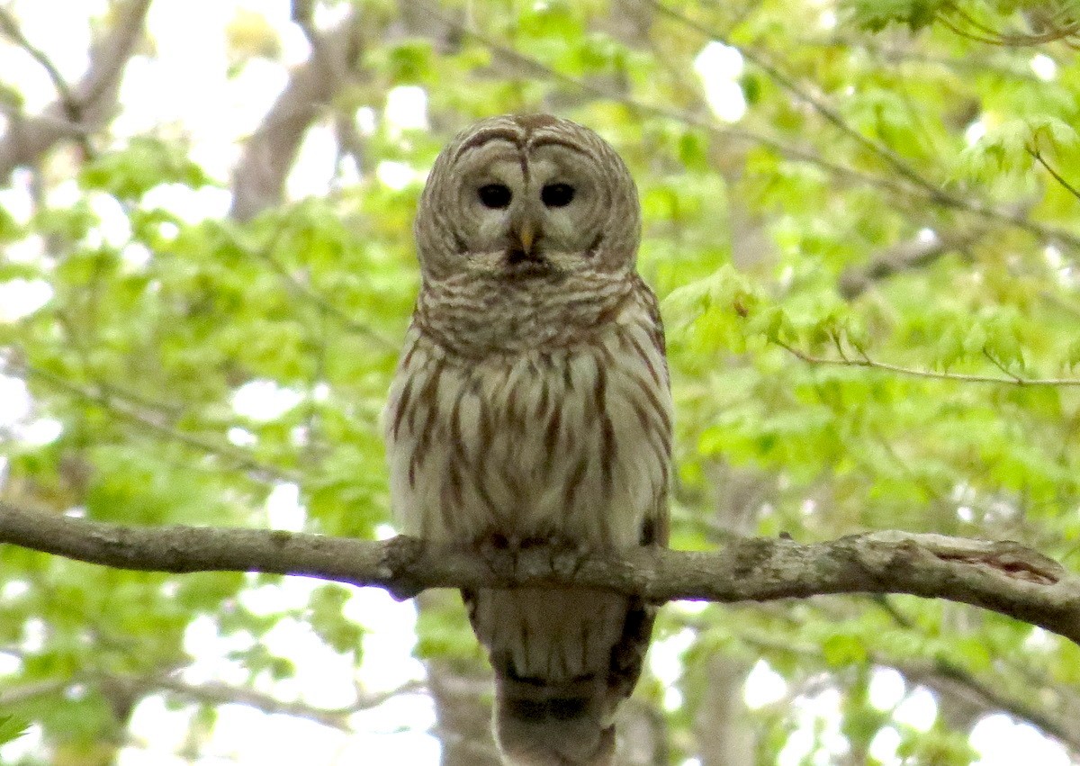 Barred Owl - Michael Butler