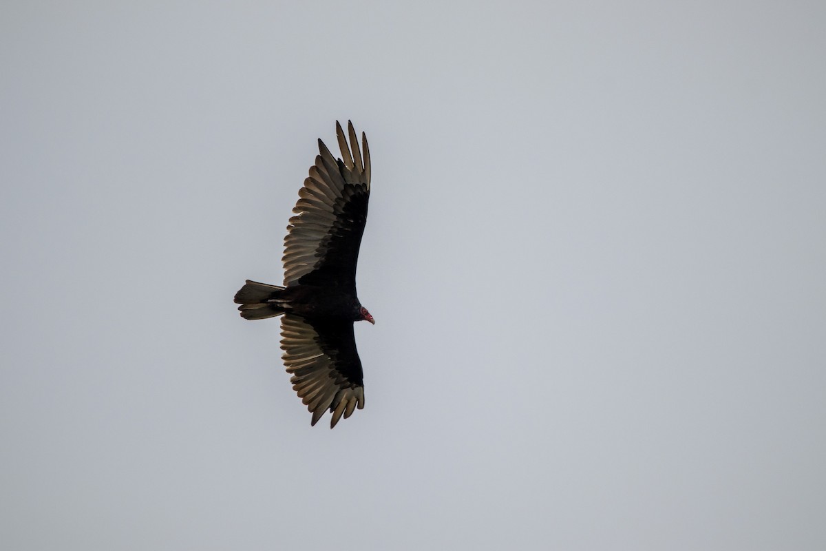Turkey Vulture - ML591985971