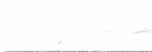 Дрізд-короткодзьоб Cвенсона [група ustulatus] - ML591986971