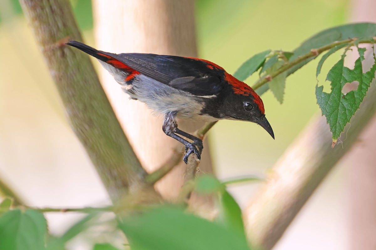 Scarlet-backed Flowerpecker - ML592001921