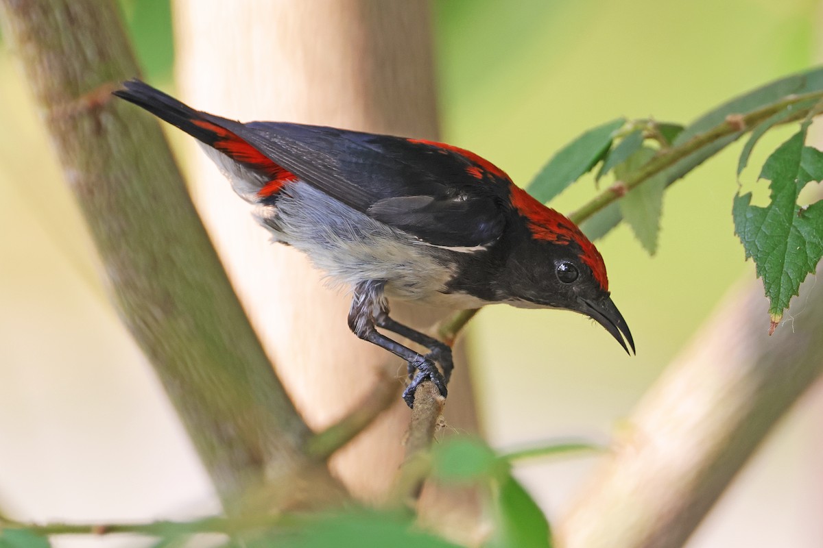 Scarlet-backed Flowerpecker - ML592002161