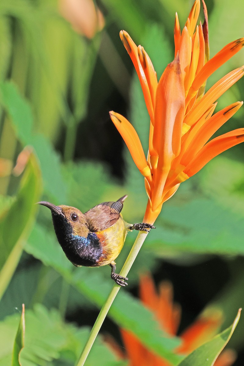 Ornate Sunbird - Nathan Wall