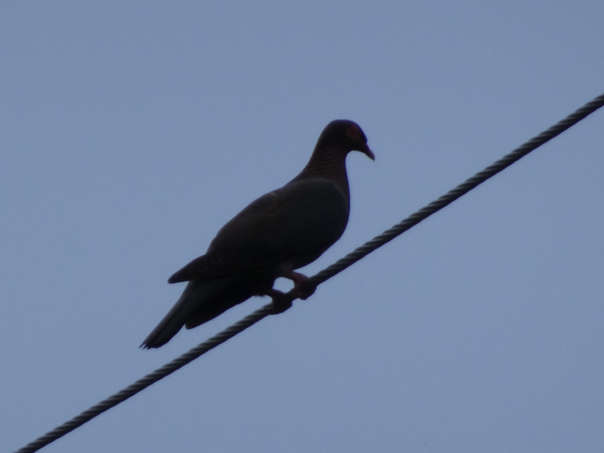 Pigeon à cou rouge - ML592004901