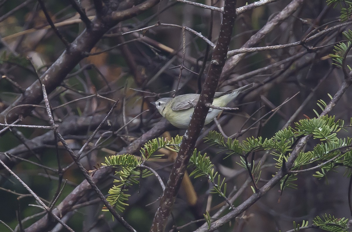 Warbling Vireo - Ronnie d'Entremont