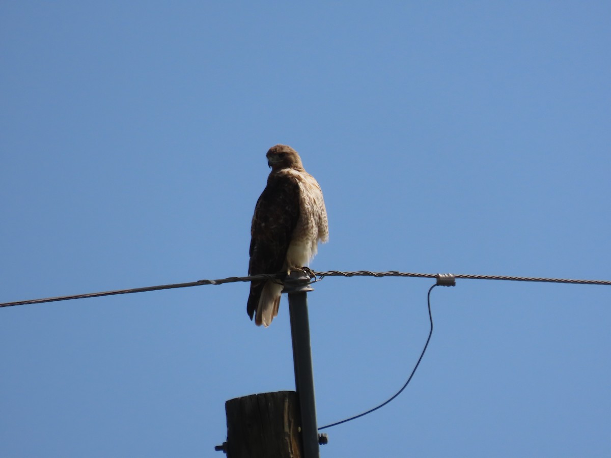 Red-tailed Hawk - ML592007181