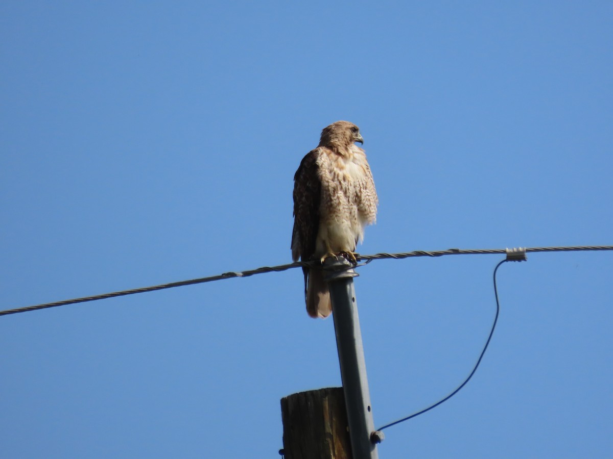 Red-tailed Hawk - ML592007191