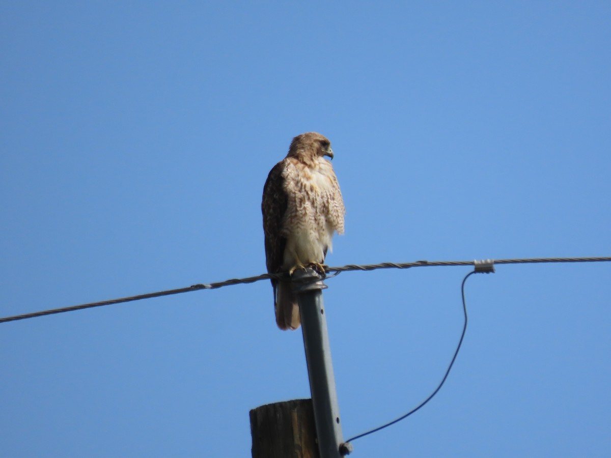 Red-tailed Hawk - ML592007201