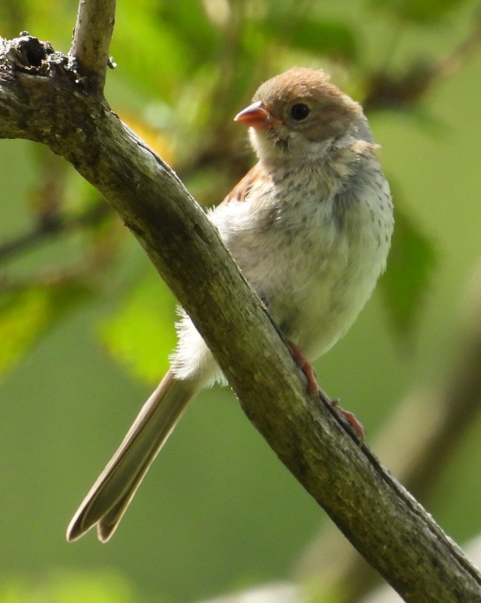 Field Sparrow - ML592007511