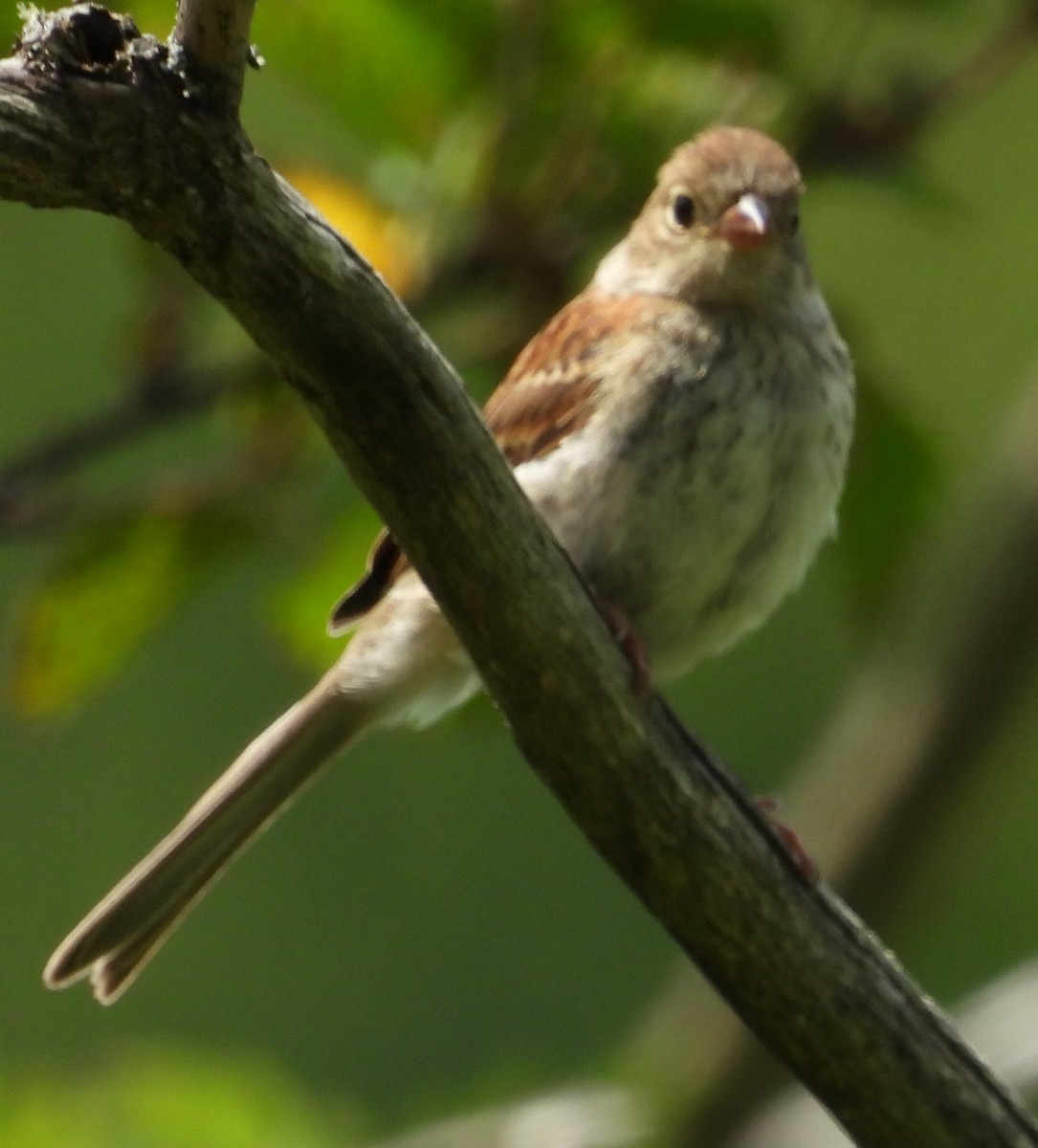 Field Sparrow - ML592007531