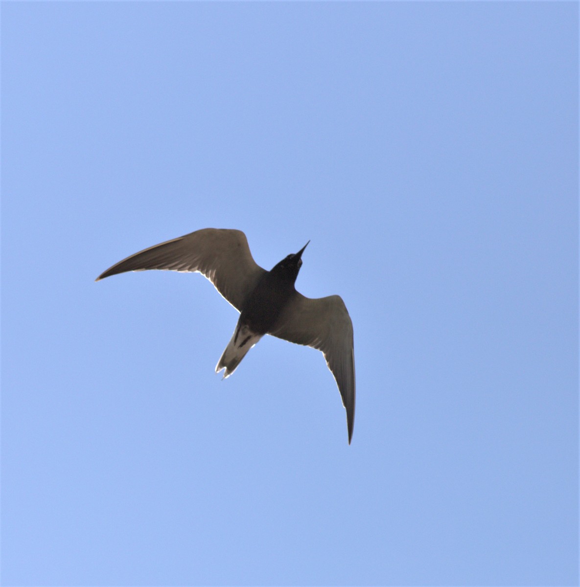 Black Tern - ML592007791