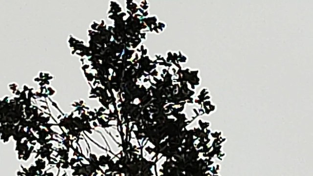Japanese Bush Warbler - ML592011221