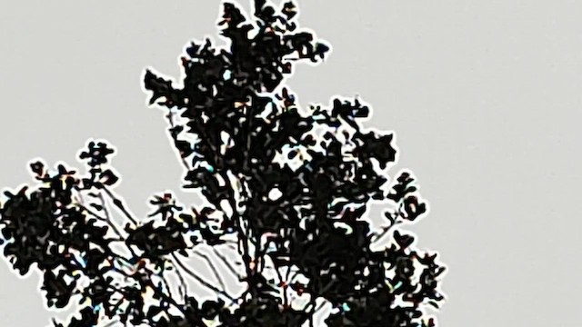 Japanese Bush Warbler - ML592011241