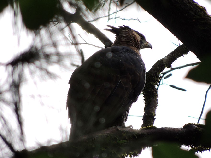Ornate Hawk-Eagle - Richard Garrigues