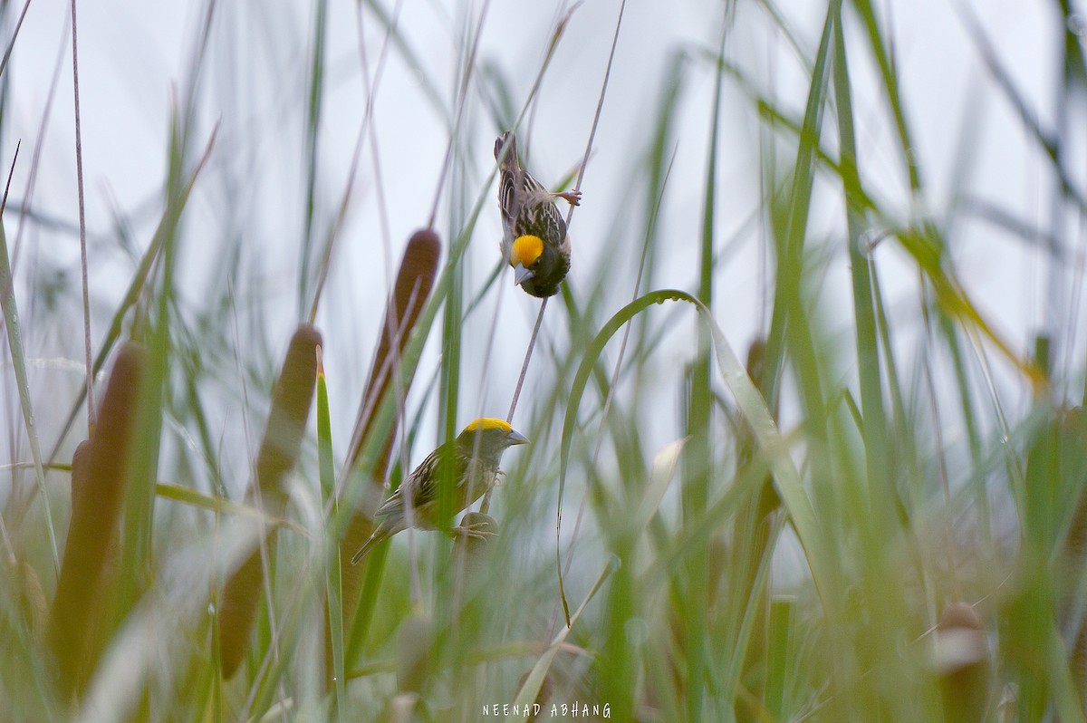 Black-breasted Weaver - ML592017711