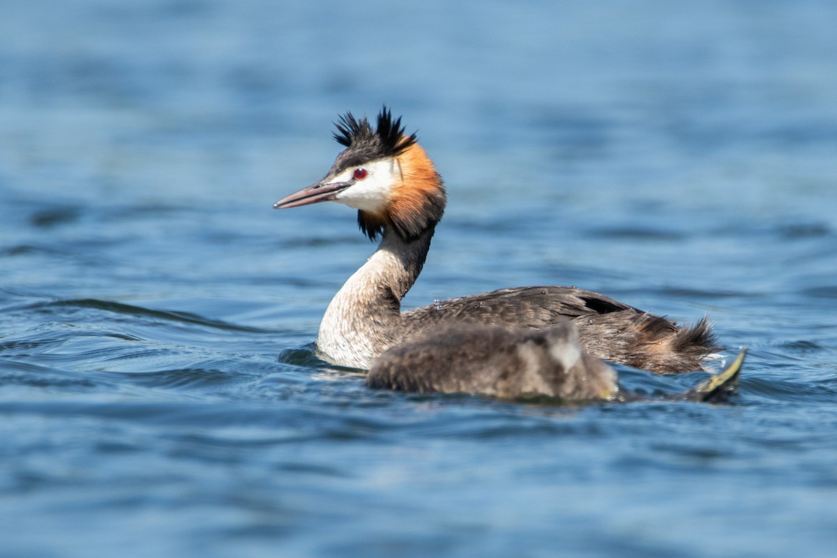 Great Crested Grebe - ML592018521