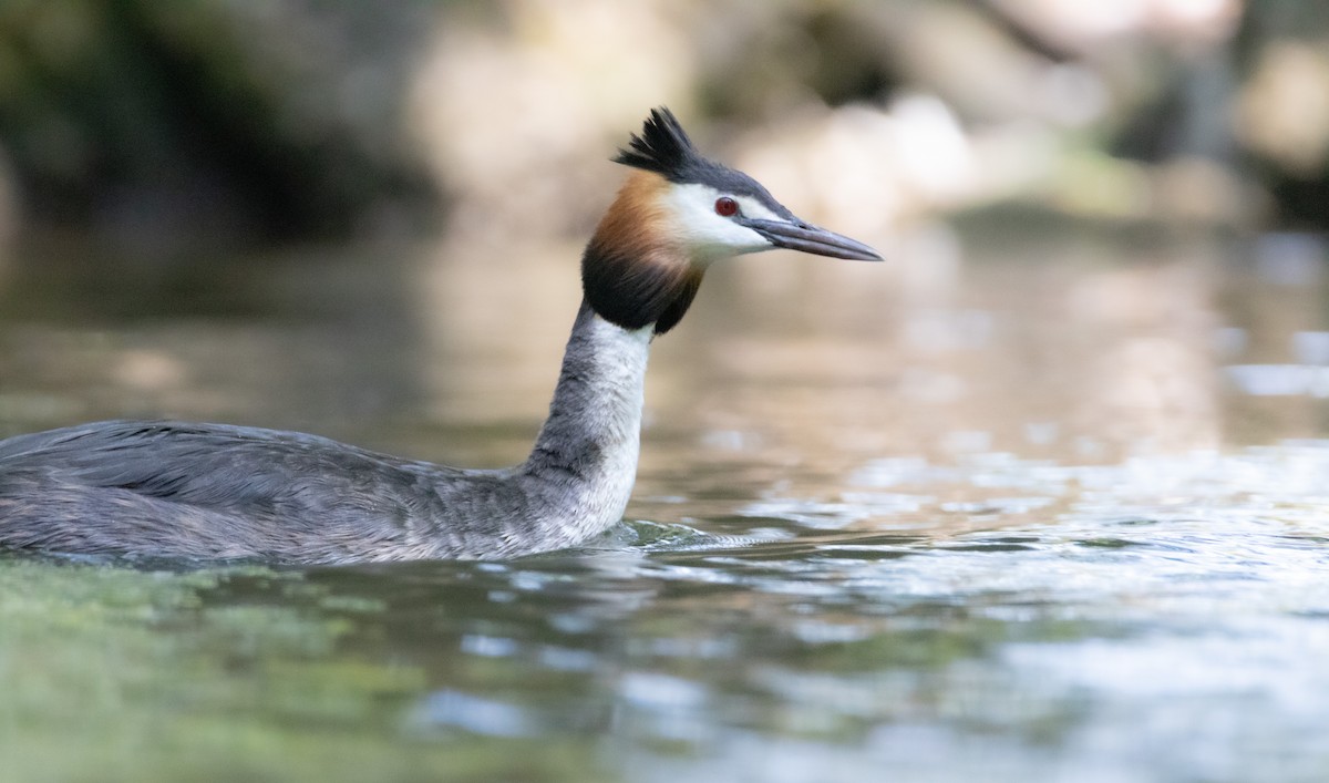 Great Crested Grebe - ML592018531