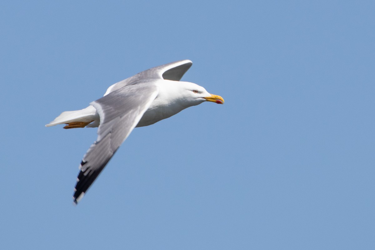 Yellow-legged Gull - ML592018941