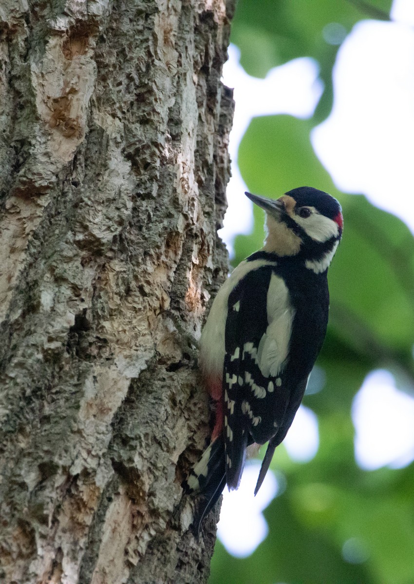 Great Spotted Woodpecker - ML592019011